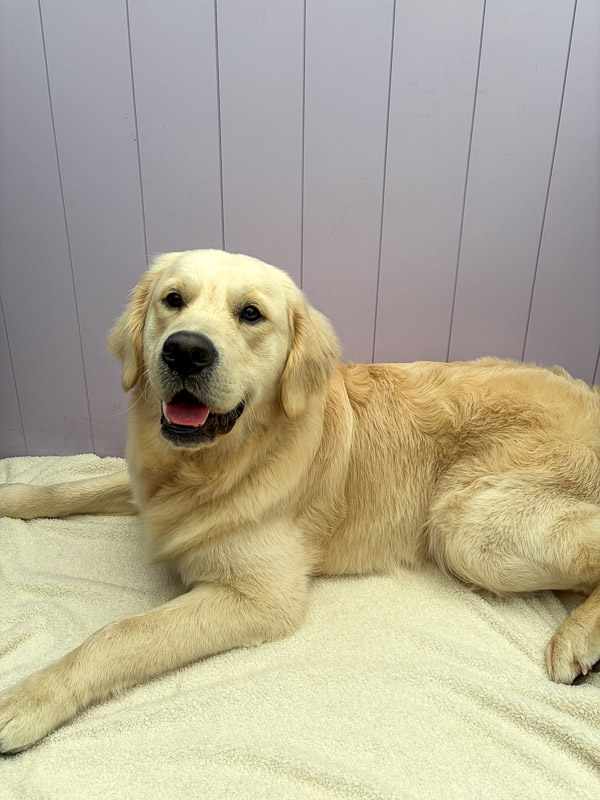 Groomed dog at Paws and Relax dog grooming, West Sussex