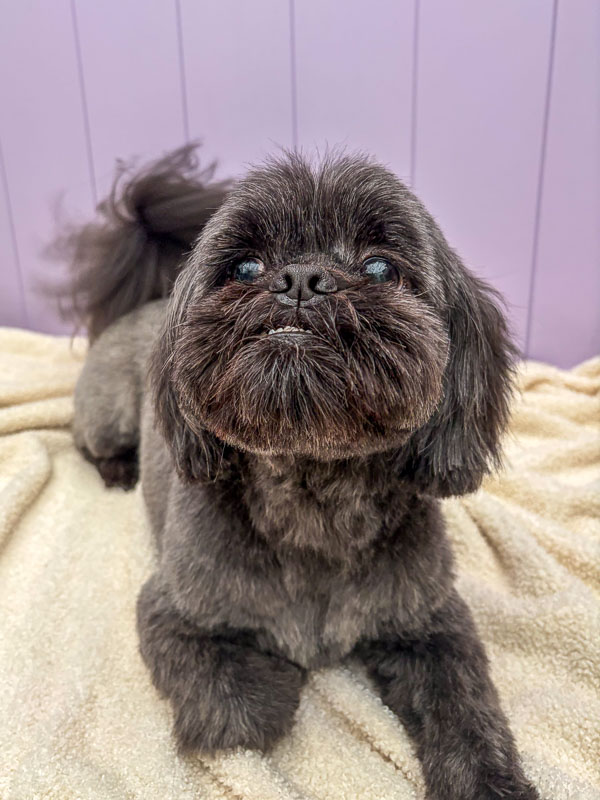 Dog grooming result at Paws and Relax near Horsham