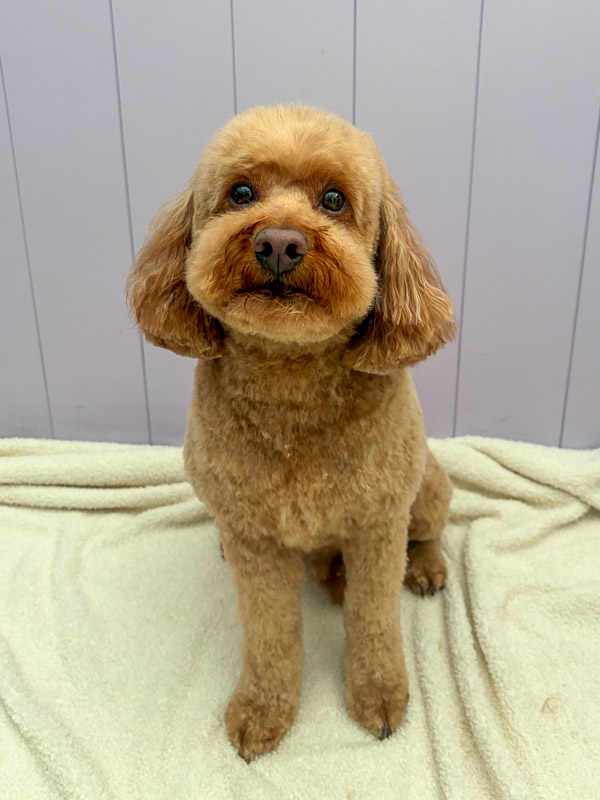 Groomed pup at Paws and Relax dog grooming, West Sussex