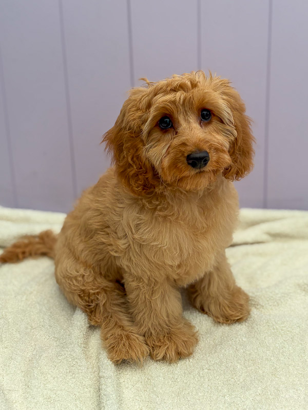 Freshly groomed dog at Paws and Relax, Southwater