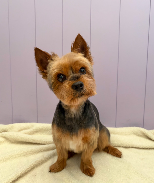 Dog after professional groom at Paws and Relax salon