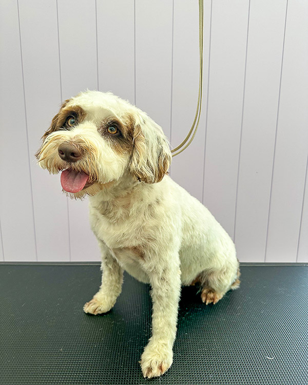 Freshly groomed dog at Paws and Relax near Horsham, West Sussex