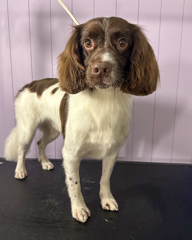 English Springer Spaniel
