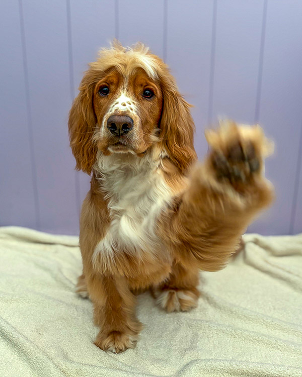 Dog groom at Paws and Relax, Southwater dog grooming